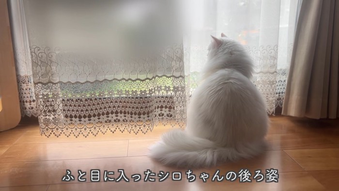 外を見る猫の後ろ姿