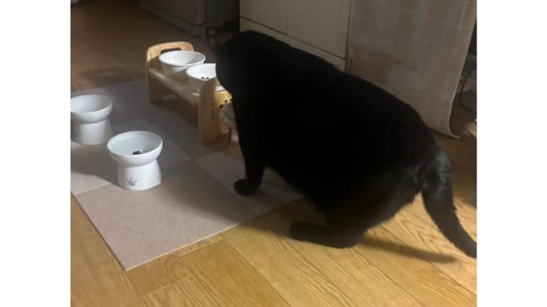 ご飯を食べている猫