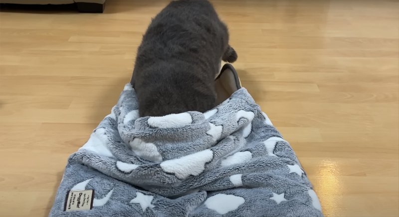 布団の中のおやつを探す猫
