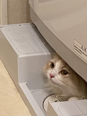 洗濯機の下にいた猫のアップ