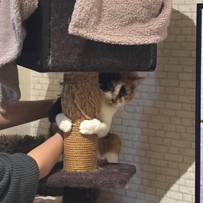 キャットタワーのポールに前足でしがみついている猫