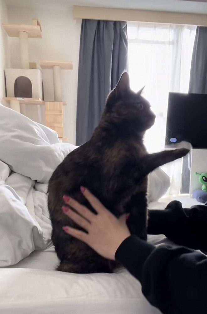 ママに伸びを手伝ってもらうサビ猫