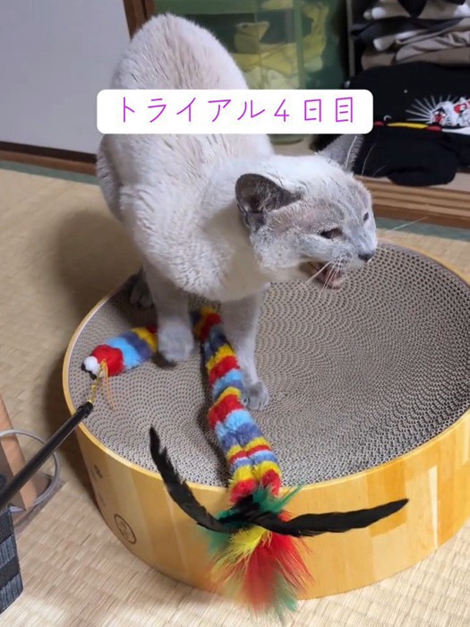 鳴いている猫
