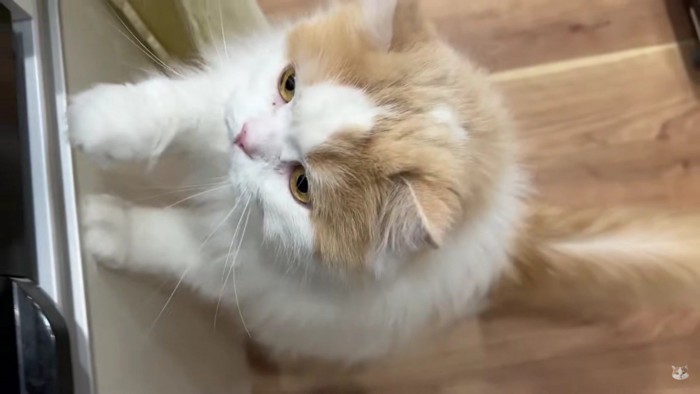 背伸びをする猫