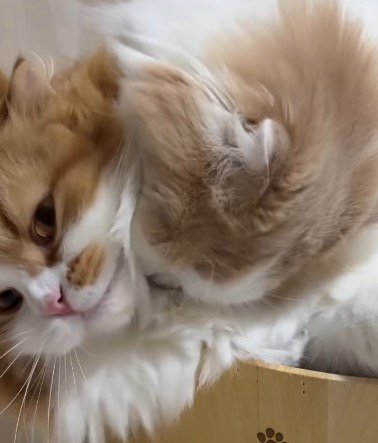 クリーム色の猫に首を舐められて顔を逸らす茶色い猫