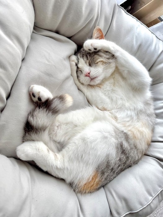 頭を抱えて眠る猫