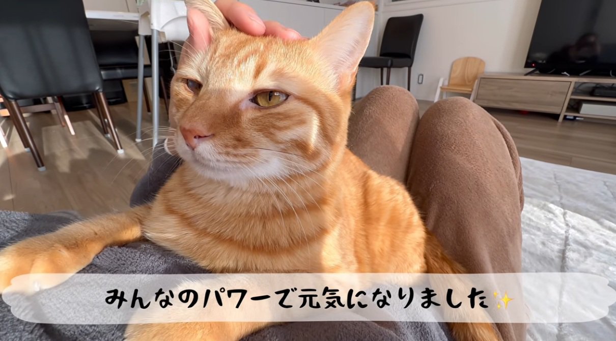 なでられている猫