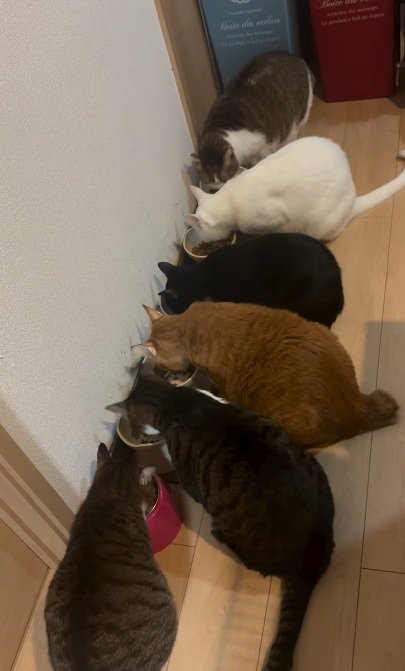 ご飯を食べている沢山の猫達