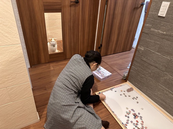 パズルをする人を見る猫
