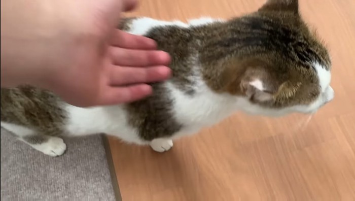 なでなで
