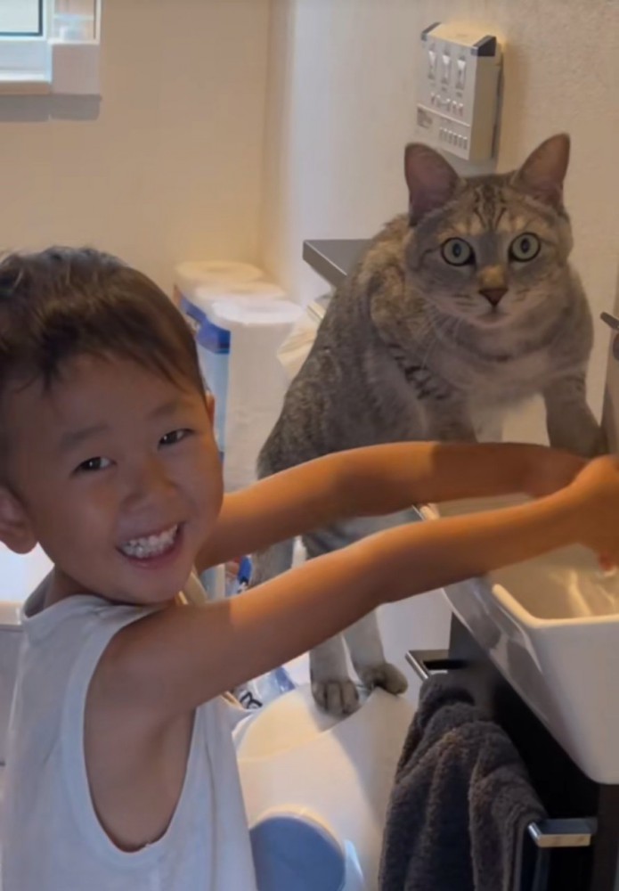 凝視する猫