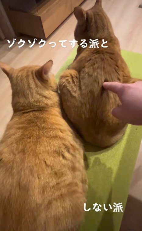 右側の猫の背中をつつく