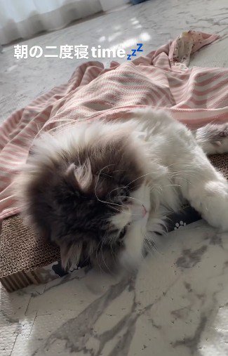 目をぱっちり開いたまま横になっている猫