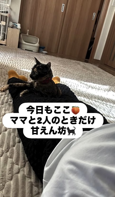 うつ伏せになる飼い主の足の間に収まっている猫