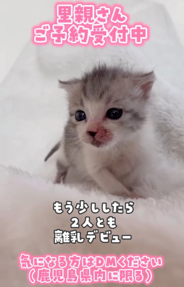 立っているしとグレーの子猫