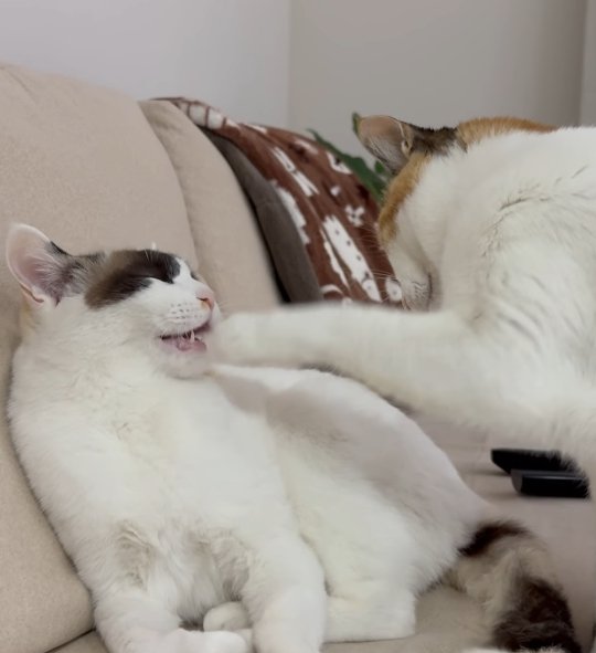 口を開ける猫と口を触ろうとする左の猫