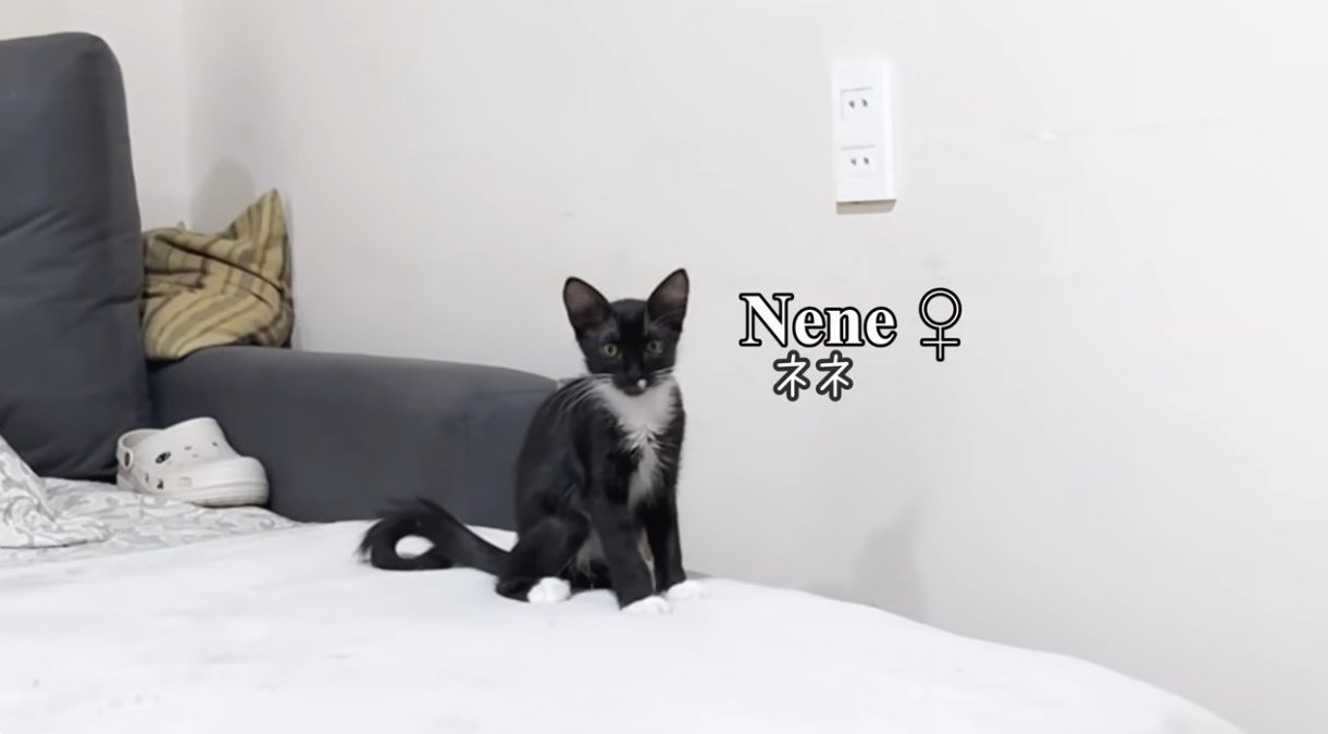 黒猫の子猫