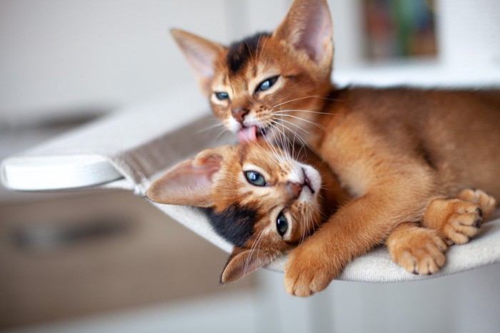 アログルーミング中のアビシニアンたち