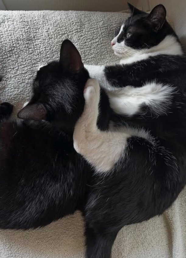 黒猫の後頭部に足を乗せる白黒ハチワレ