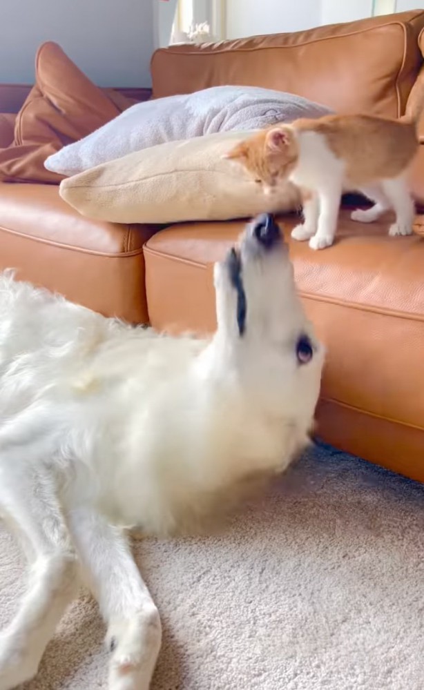 振り向く犬