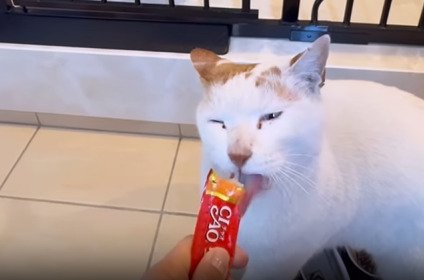 おやつを舐める猫