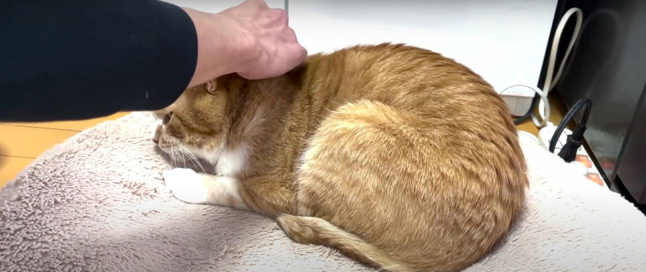 撫でられている猫%%少しずつ野良の生活を忘れて