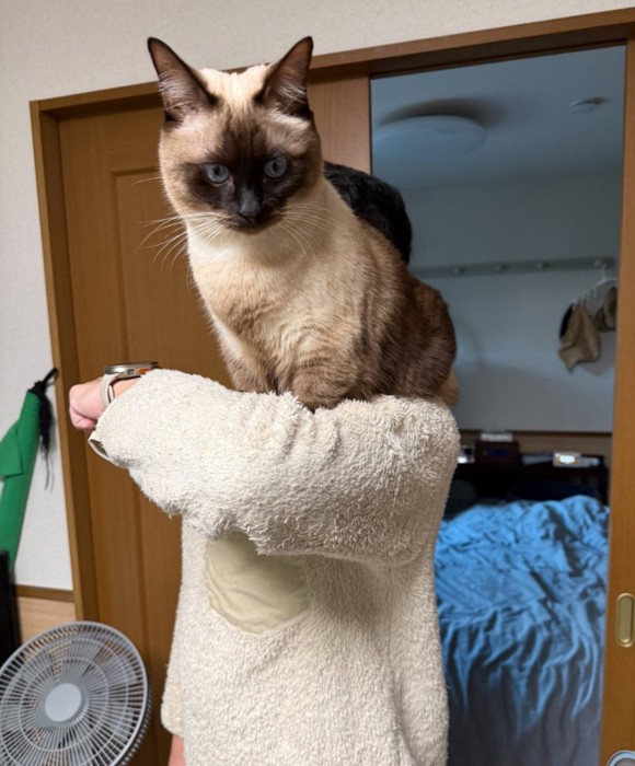 下を凝視する猫