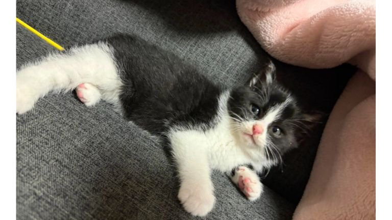 ソファーにいる猫