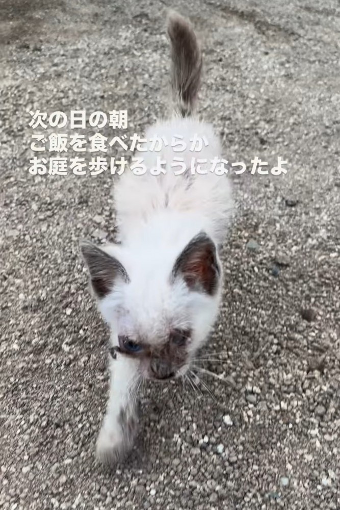 外を歩く子猫
