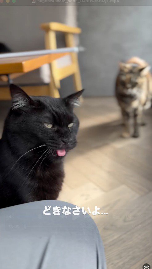 スタッフの近くに座る黒猫