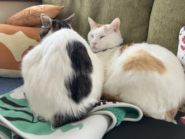 寄り添って座る2匹