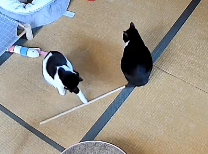 兄猫の近くで木の棒を転がして遊ぶ白黒猫