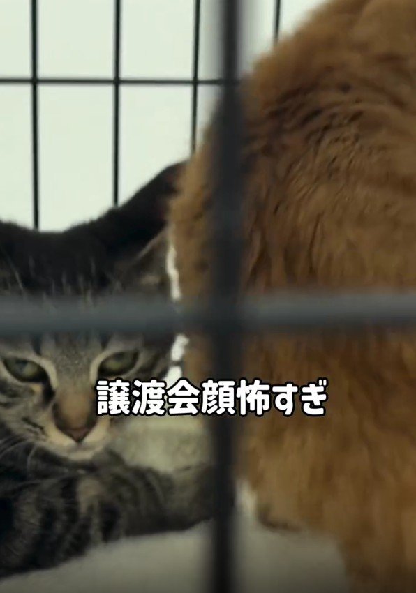 ケージの中の2匹の猫