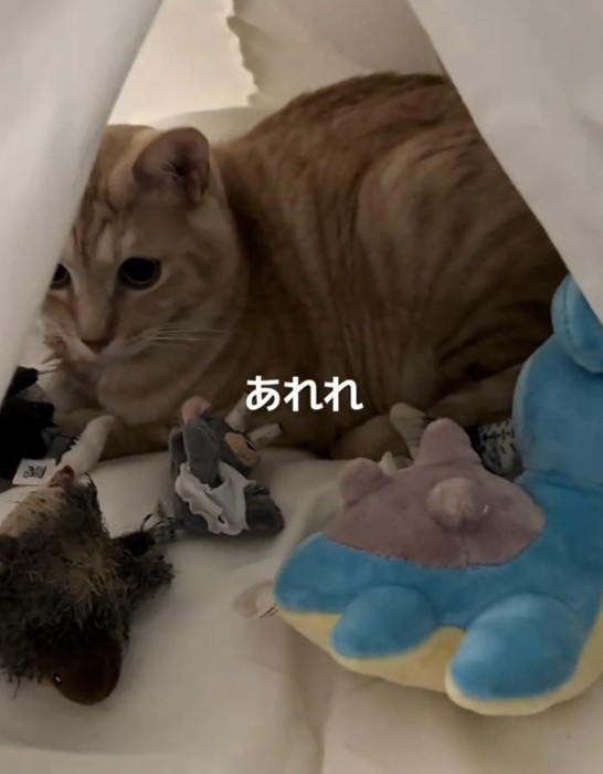 テントの中でくつろぐ猫