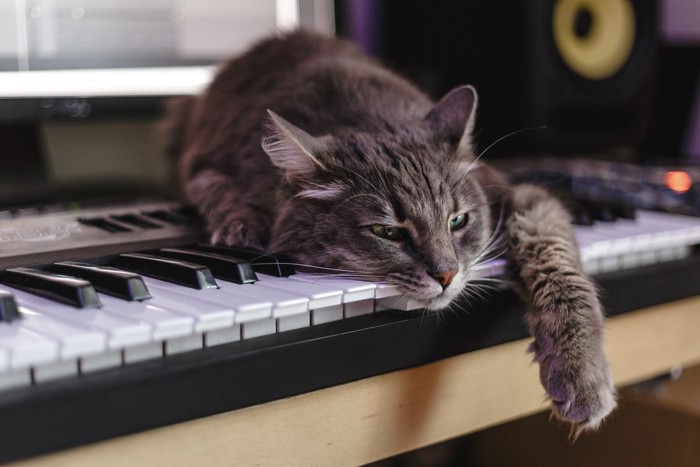 ピアノの上に乗っている猫