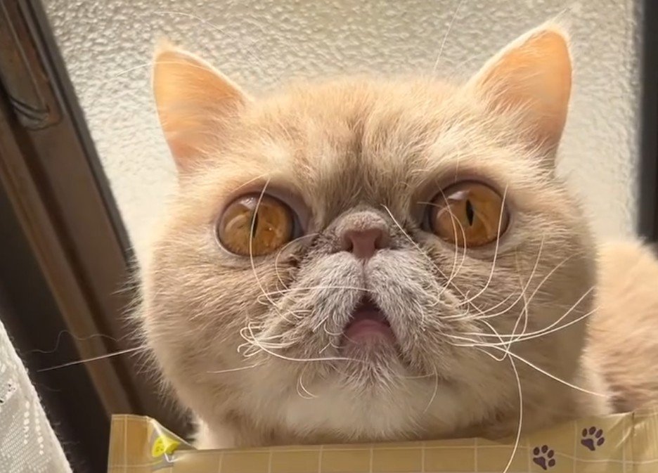 正面向きの猫