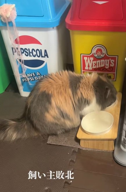 ごはん食べるねこ