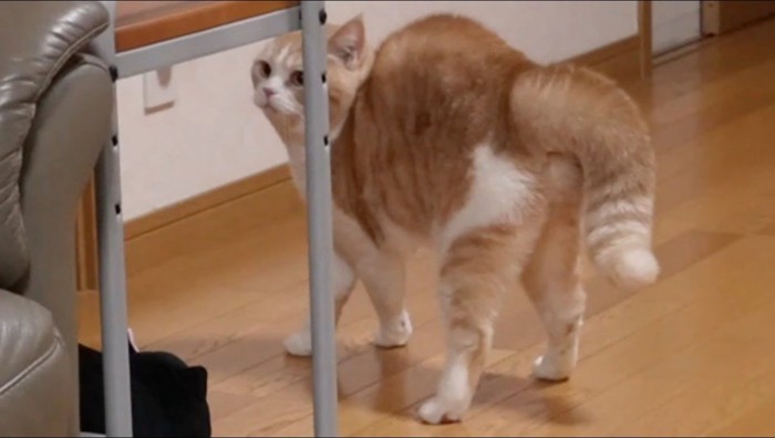 背中を丸めて後ろをふり返るスコティッシュフォールド