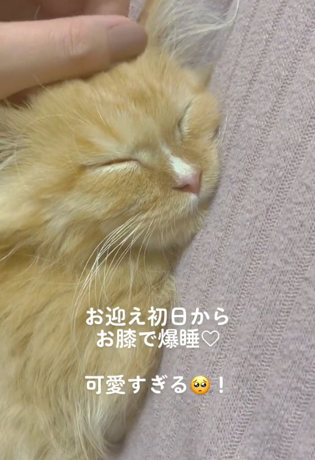 すやすや眠る猫