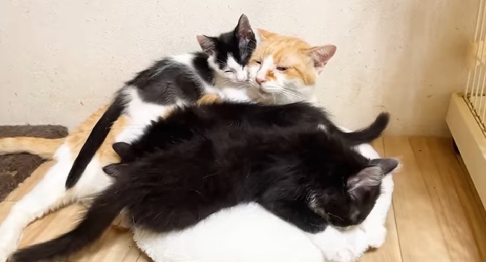 むぎくんの周りに集まる子猫たち