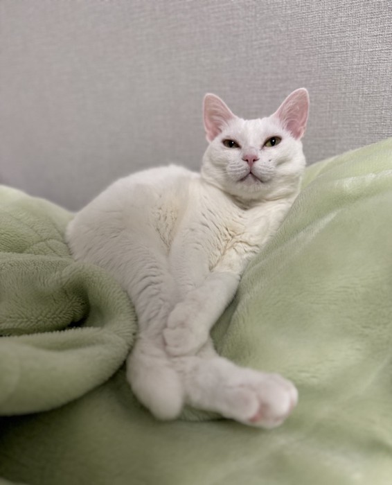 毛布の間に挟まる猫