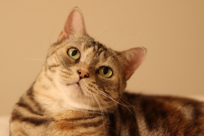 首をかしげる猫