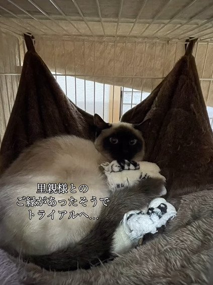 ハンモックで寝る猫