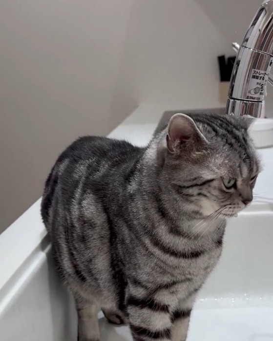 頭を前に出す佐助くん