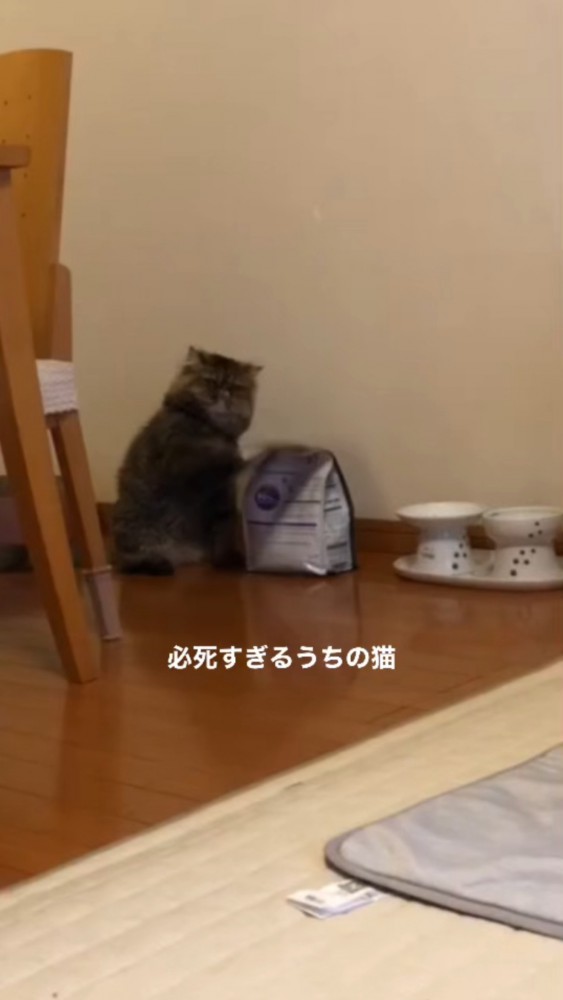 ごはんの袋の先を叩いて折り曲げるぽちゃちゃん