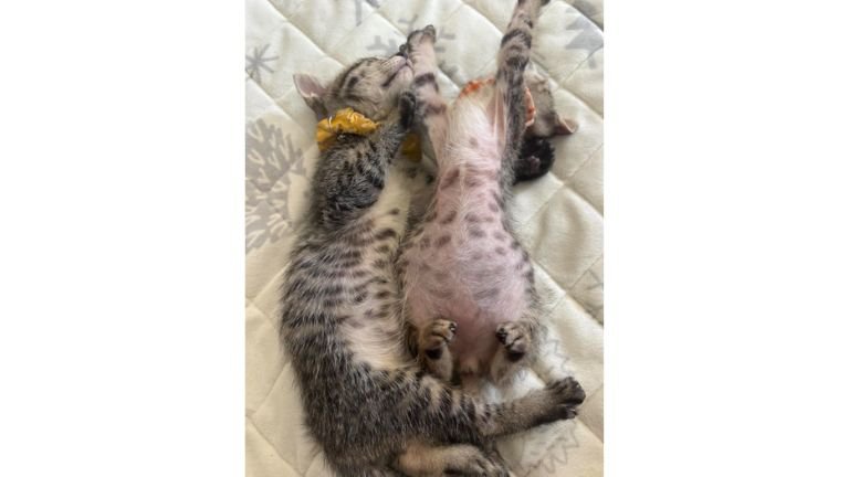 寝ている猫