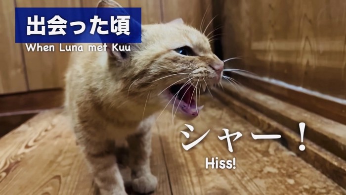 キジトラ猫を威嚇する茶トラ猫