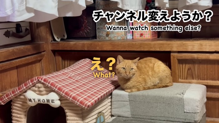 チャンネルを変えてほしくなさそうな月ちゃん