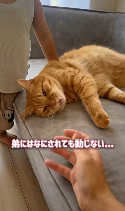 ソファーの上にいる猫と赤ちゃん