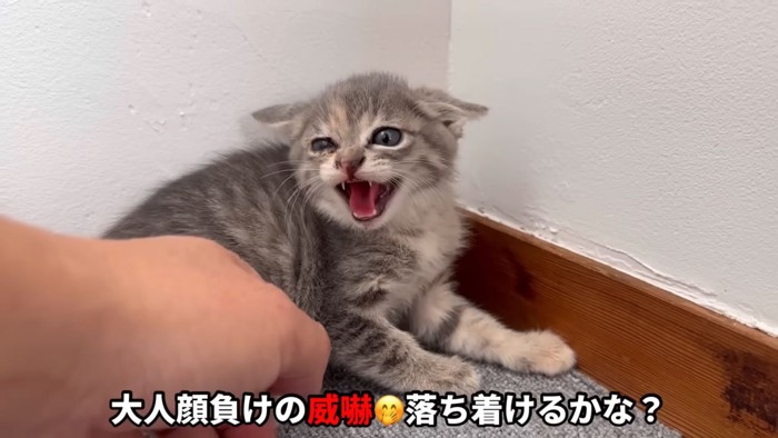 テロップ「大人顔負けの～」